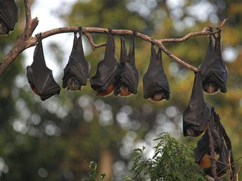 Pin By Wuniya Virginia On Bats Hanging Upside Down Bat Hanging Bat