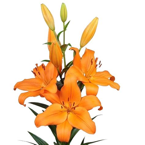 Lillium La Cortona Cut Lillium Flower Suppliers Wholesale Flowers