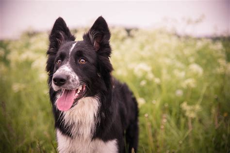 10 Best Service Dog Breeds Most Trainable Breeds To Look For