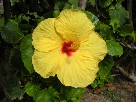 Yellow Hibiscus State Flower Of Hawaii
