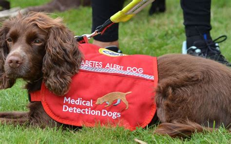We Finally Know How Dogs Sniff Out Diabetes Gizmodo Uk