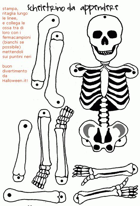 Organi e apparati del corpo umano, per studiare e imparare l'anatomia in modo semplice e veloce, ma soprattutto divertente. Risultati immagini per laboratorio scheletro umano scuola ...