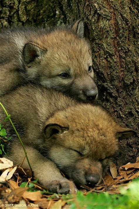 Cute Wolf Pups