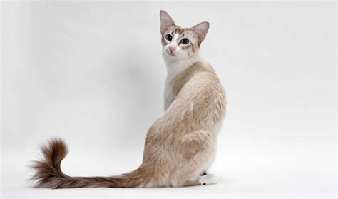 Balinese Cat Breed Information Picture And Features
