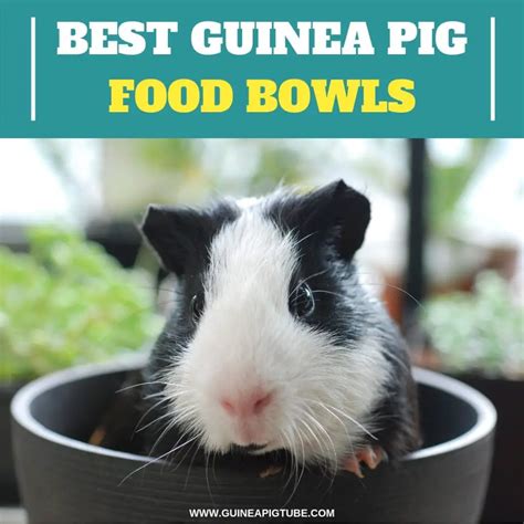 Best Guinea Pig Food Bowls A Helpful Guide Guinea Pig Tube
