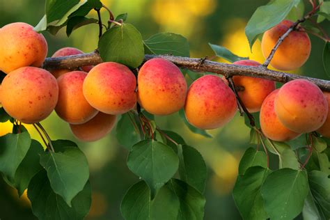 Best fruit trees to grow. The Five Easiest Fruit Trees To Grow - The English Garden