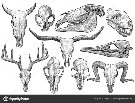 Animal Skull Collection Illustration Drawing Engraving Ink Line Art