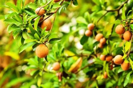 It is believed to be one of the favorite fruits of christopher columbus. 5 Sapota Leaf, Fruit, Seeds Remedies: Dandruff, Mouth Ulcers
