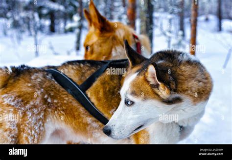 Husky Dogs In Sleigh In Finnish Lapland Reflex Stock Photo Alamy