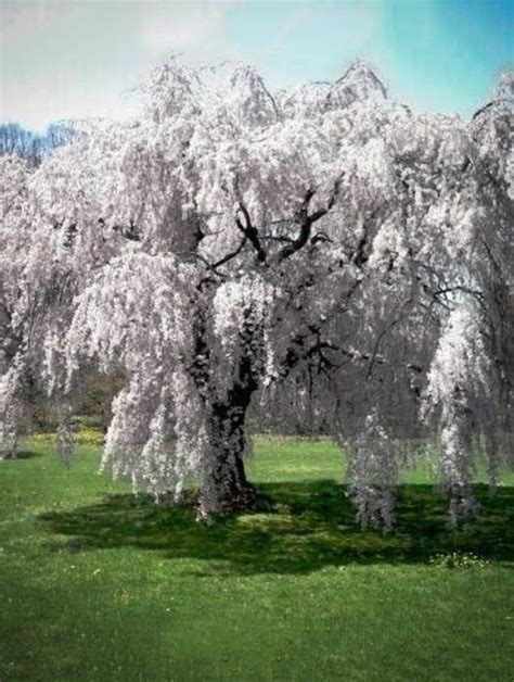 Usda plant hardiness zone map find your location on the map, or use our convenient growing zone finder above. Cherry Blossom Tree | The Tree Center™