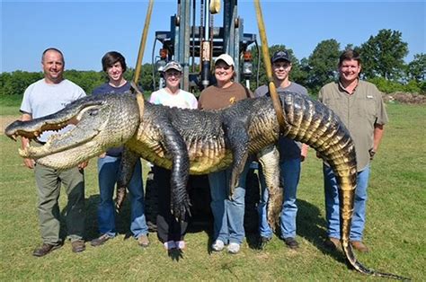 Record Breaking Alligators Caught Just Three Days Into Hunting Season