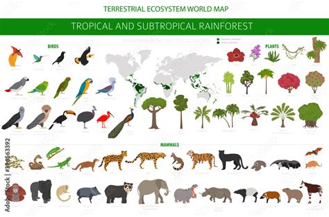 Rainforest Biome Animals