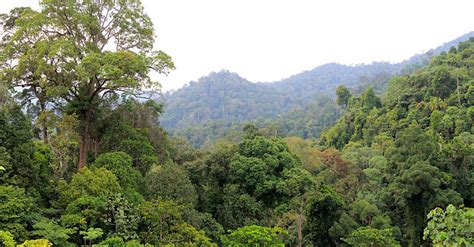 Keeping The Emerald Of The Equator Green How Conservationists Are