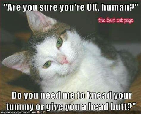 Caring Cat Funny Cat Pictures Cats Funny Cat Memes