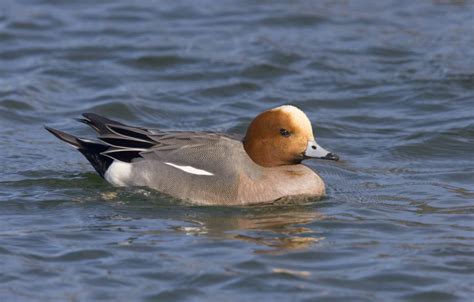 Rare Variety Of Duck Spotted At Katy Prairie Conservancy