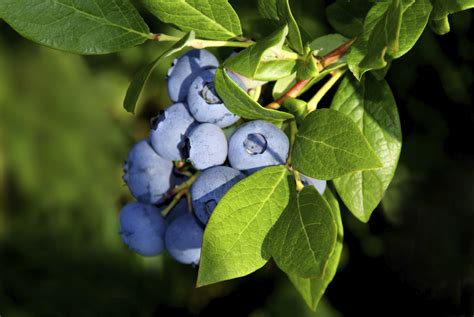 Blueberries Growing Guides Daltons