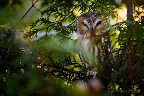 Branches Owl Bird North American Boreal Owl Hd Wallpaper