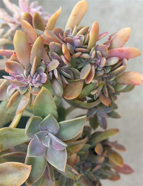 See full list on worldofsucculents.com Succulent Plant Information: Graptoveria 'Fred Ives' - Crested