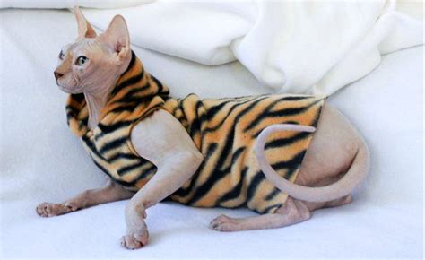 Costume Sphynx Cat Clothes Hoodie Or Tank Halloween Tiger Etsy