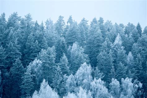 Free Images Tree Nature Wilderness Branch Snow Winter Frost