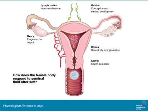 Unbelievable Benefits Of Sperms In A Female Body Guide