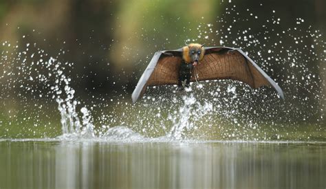 A Grey Headed Flying Fox Skims The Water Surface In Australia