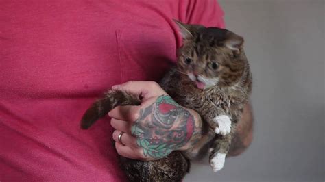 lil bub is the world s cutest perma kitten powered by electromagnets youtube