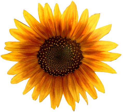 Sunflower Transparent Png Pictures Free Icons And Png Backgrounds