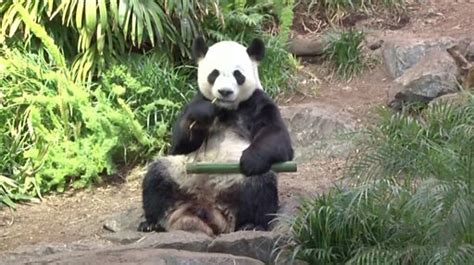 Coronavirus Canada Zoo Struggles To Return Pandas To China Bbc News