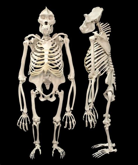 EvC Forum: How do you define the Theory of Evolution?