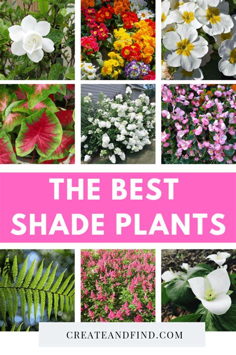 I love perennials because they come back every year: The 10 Best Plants that Grow in Shade in 2020 | Shade ...