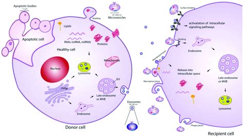 extracellular vesicle ev biogenesis secretion and uptake [56] download scientific diagram