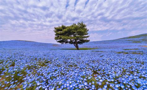 Blue Spring Field Wallpapers Wallpaper Cave