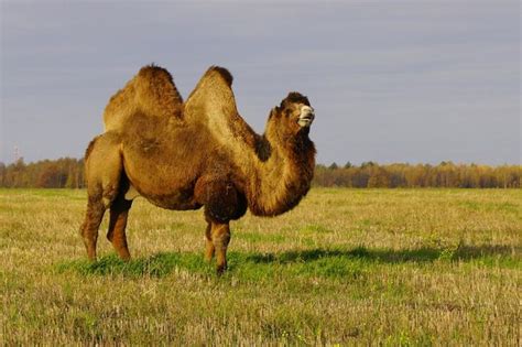 Camel Facts: Habitat, Behavior, Diet
