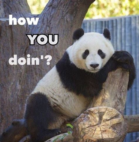 15 Hilarious Panda Memes That Will Make Your Saturday Funny Panda Pictures Panda Meme Panda