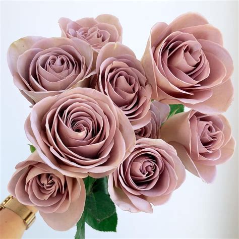Academy Florist On Instagram “amnesia Roses Are One Of Our Favourite