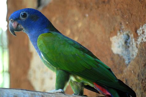 Parrots And Conure Birds Park Hambantota