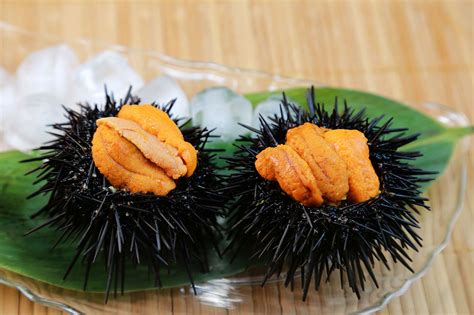 Sushi Spotlight Sea Urchin Uni Osaka Japanese Bistro