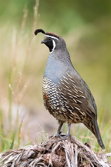 Learn about visas, job prospects and the great lifestyle here. California quail | New Zealand Birds Online