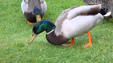 Ducks in my garden 10 May 14 - YouTube