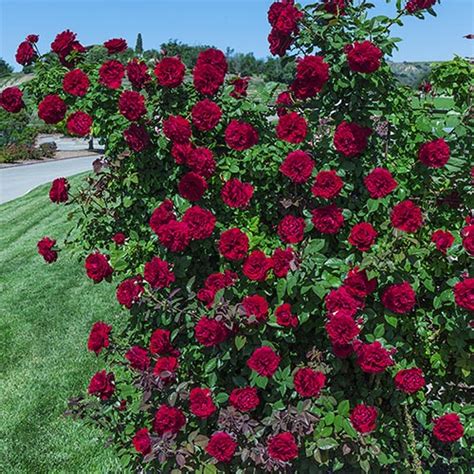 Rosa ‘lady In Red Climbing Rose Grown By High Country Roses Lcmgorg