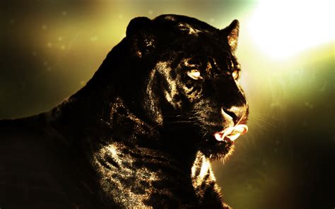 Black Panther HD Wallpaper | Background Image | 2560x1600 | ID:106291