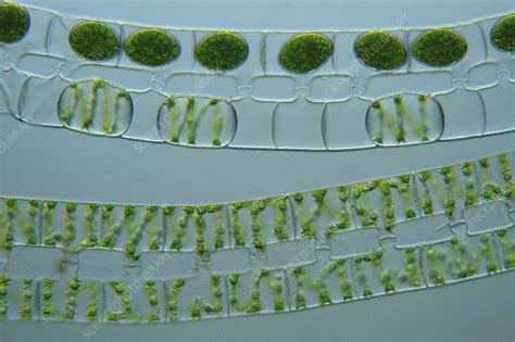Spirogyra Are Filamentous Green Algae Stock Image C0058241