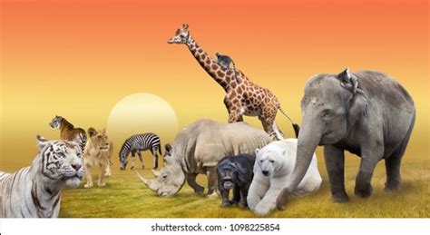 Similar Images Stock Photos And Vectors Of Large Group Of African Safari