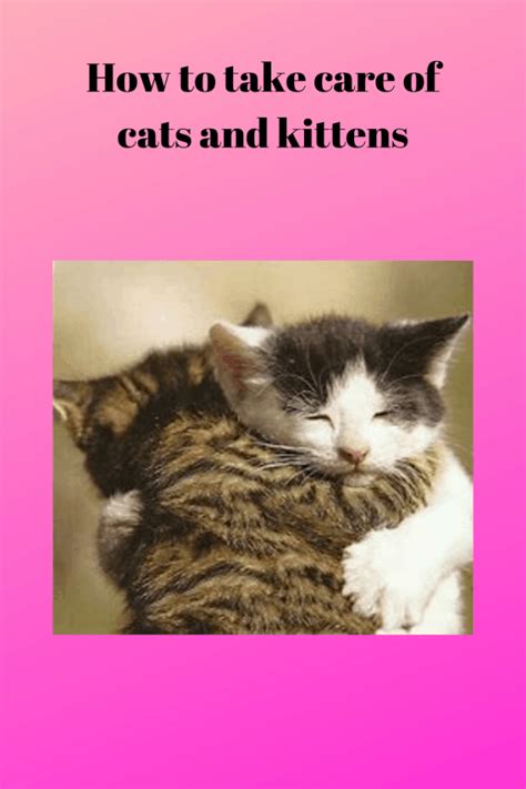 How To Take Care Of Cats And Kittens Pets Care Tips