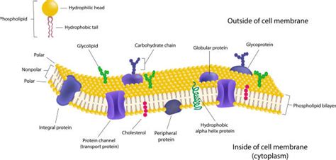 Cell Membrane Illustrations Royalty Free Vector Graphics And Clip Art