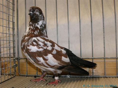 Originated in lahore, this bird was also bred in the present area iran. Portuguese Tumbler ( Cambalhota Português ) - Pigeons fall