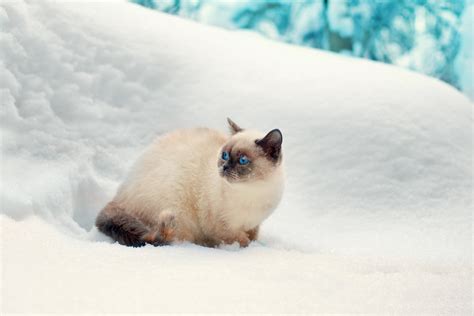 Siamese Cat In Snow Best Cat Wallpaper