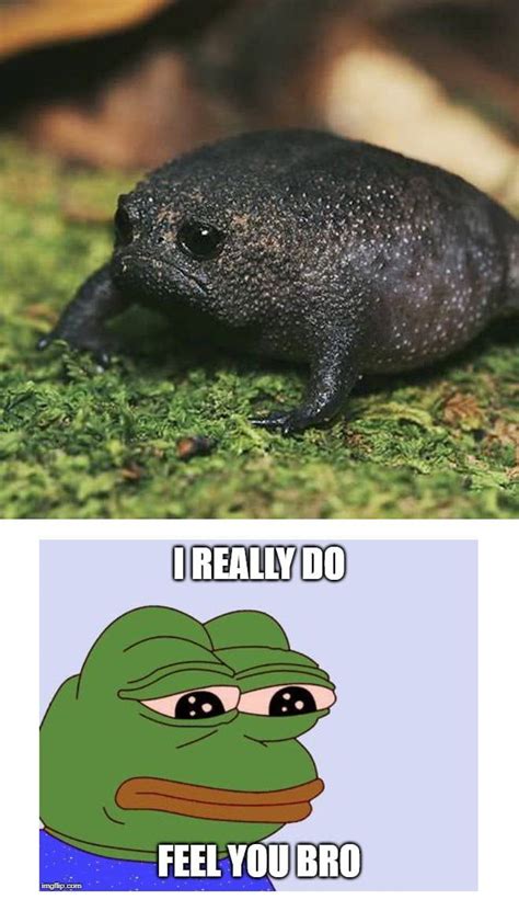 Sad Frog Is Sad Frog Meme Funny Anime Pics Amphibians Bruh Fun