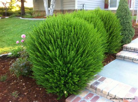 Good soil drainage is essential. Medium Textured Shrubs -- Compact Myrtle -- myrtus ...